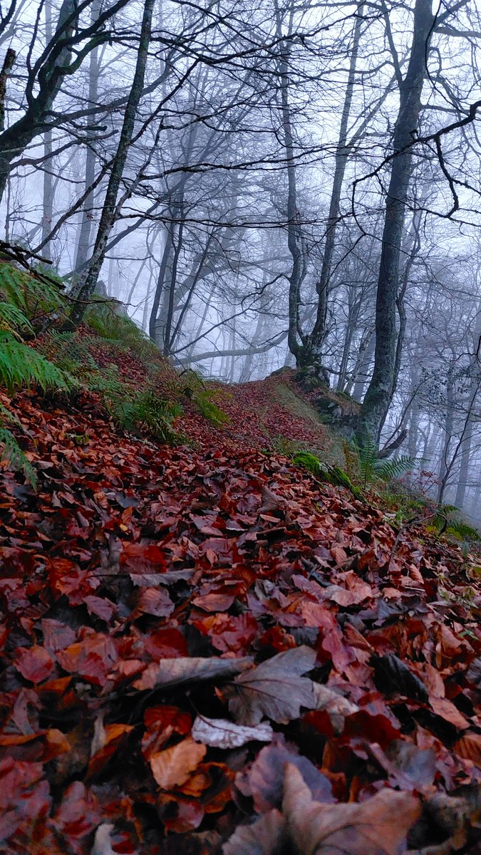 Nos adentramos... 🍁🍃🍂