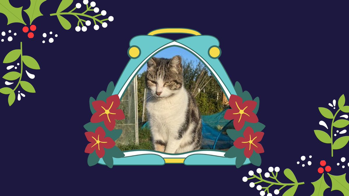 catsinoxford's tweet photo. We have another @AllotmentCat submitted by @AlysonMeadowcr1 for Day 9's #CherwellCatvent. Meet Barbara, also known as Barbs. He is about 8 or 9 πΎ
#CatsOfTwitter #CatsOfX #Catvent https://t.co/utx118MUX0