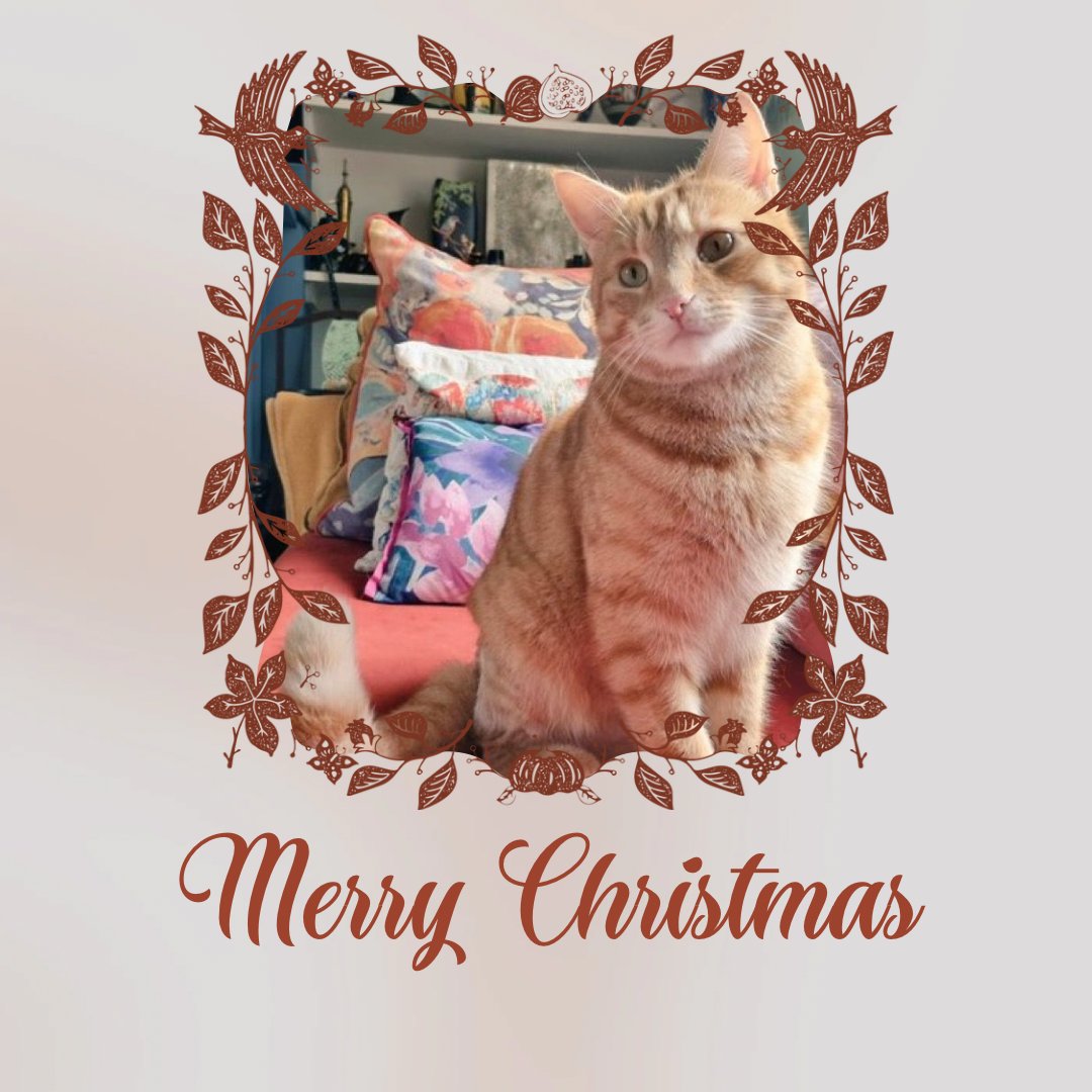 catsinoxford's tweet photo. For Day 20 of #CherwellCatvent we welcome 4 year old Rusty, owned by @singingbathmatt π
Who will be behind the door tomorrow? Come back to find out!
#CatsOfTwitter #CatsOfX #Catvent https://t.co/qYc4z3ab5P