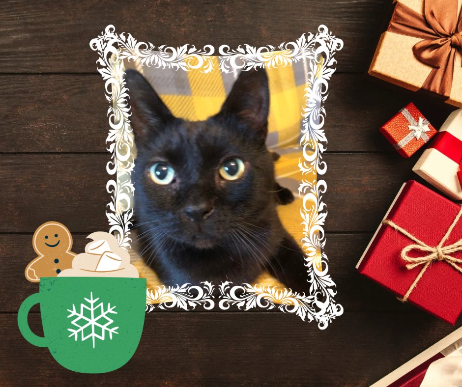 catsinoxford's tweet photo. We're into the double digits now with #CherwellCatvent, and today we welcome @JulieFranklinB2's handsome Watson who crossed the rainbow π bridge in March.
#Catvent #CatsOfX #CatsOfTwitter #CatsProtection https://t.co/HWlpJn3OdA