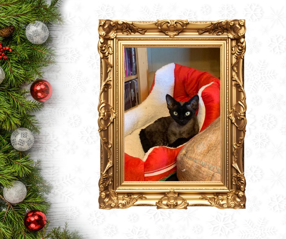 catsinoxford's tweet photo. Say hello to @JulieFranklinB2's Bonnie Blue for Day 22 of #CherwellCatvent. Isn't her heart-shaped face just gorgeous?
#CatsOfTwitter #CatsOfX #Catvent #CatsProtection https://t.co/06OXbWD4XX