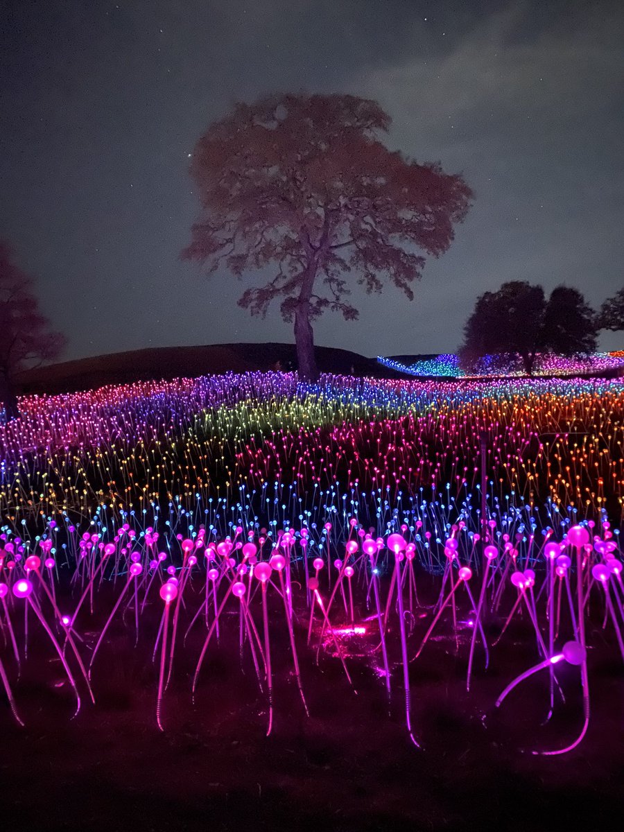 karagoldin's tweet photo. Last night at Sensorio was pure magic.  The Bruce Munro light installation was absolutely breathtaking. If you haven’t been, it’s a must-see! ✨ #Sensorio #BruceMunro #LightArt #MagicalNights #ArtAndNature https://t.co/oCR92WZI2T