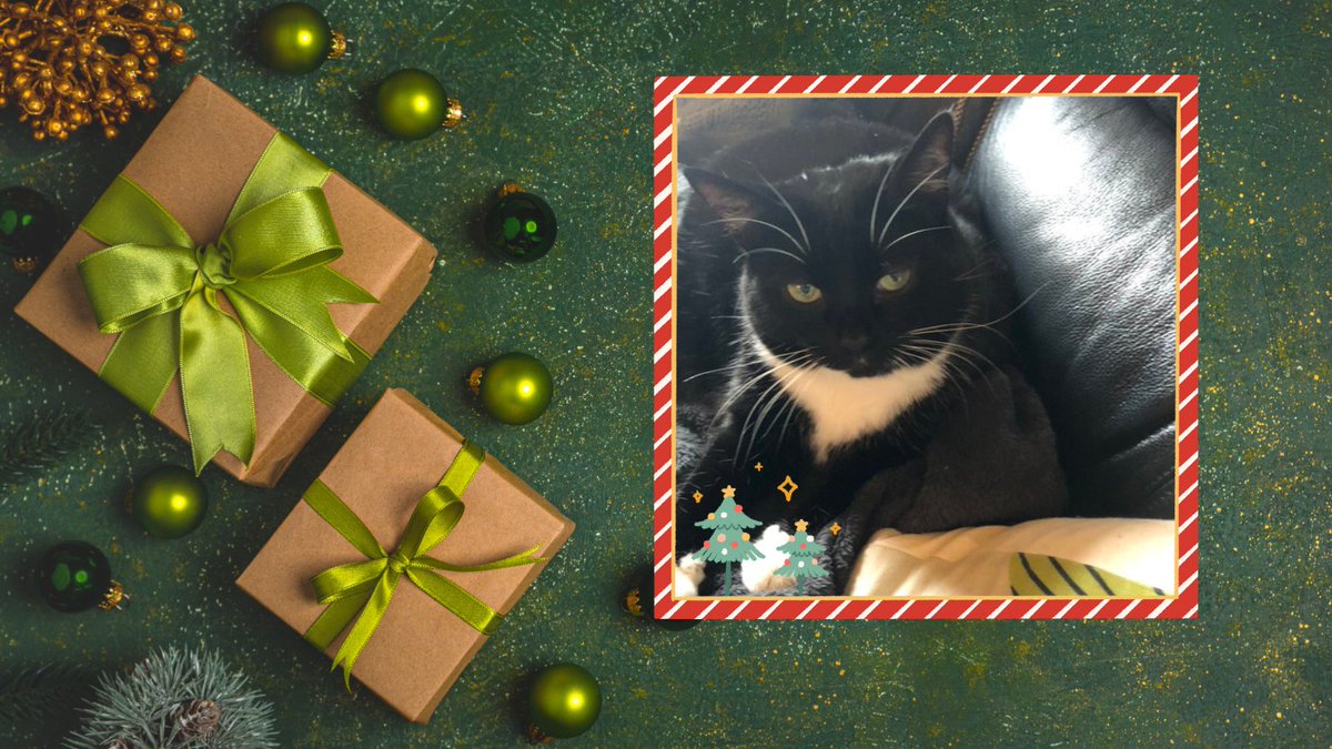 catsinoxford's tweet photo. On Day 21 of #CherwellCatvent we have @LizziejackLiz's beautiful Gertie, who is 9 years old.π»
#CatsOfX #Catvent #CatsOfTwitter #CatsProtection #Caturday https://t.co/BSUZCxegLd