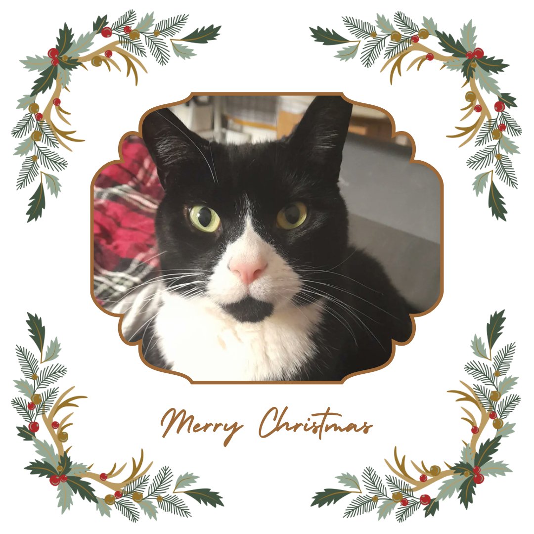 catsinoxford's tweet photo. On Day 14 of #CherwellCatvent we have @DanielleNUFC's Simba, who was 9 when he crossed over the rainbow bridge this May and is much missed. ππΎπ
#CatsOfTwitter #CatsOfX #Catvent #Caturday https://t.co/Ng4I3jvZ5G