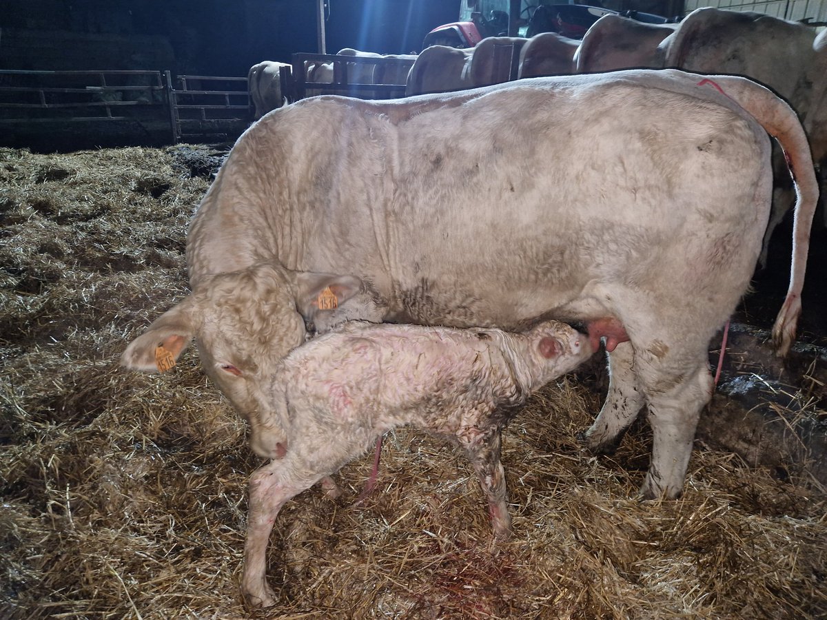 Ca y est, la saison 2025 est lancée avec un sans corne, Stream PP sur une génisse First. La mère s'appelle Tess, donc si ça avait été une femelle, elle se serait appelée Altesse. Mais c'est un mâle. Comment je le prénomme?