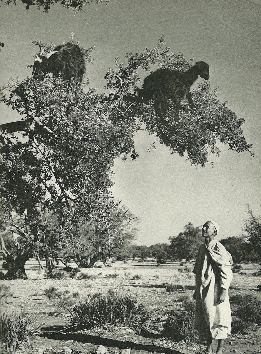 wana_visualss's tweet photo. Goats in Argan tree, Essaouira, Morocco, 1954 🇲🇦 https://t.co/43GZex3IaQ