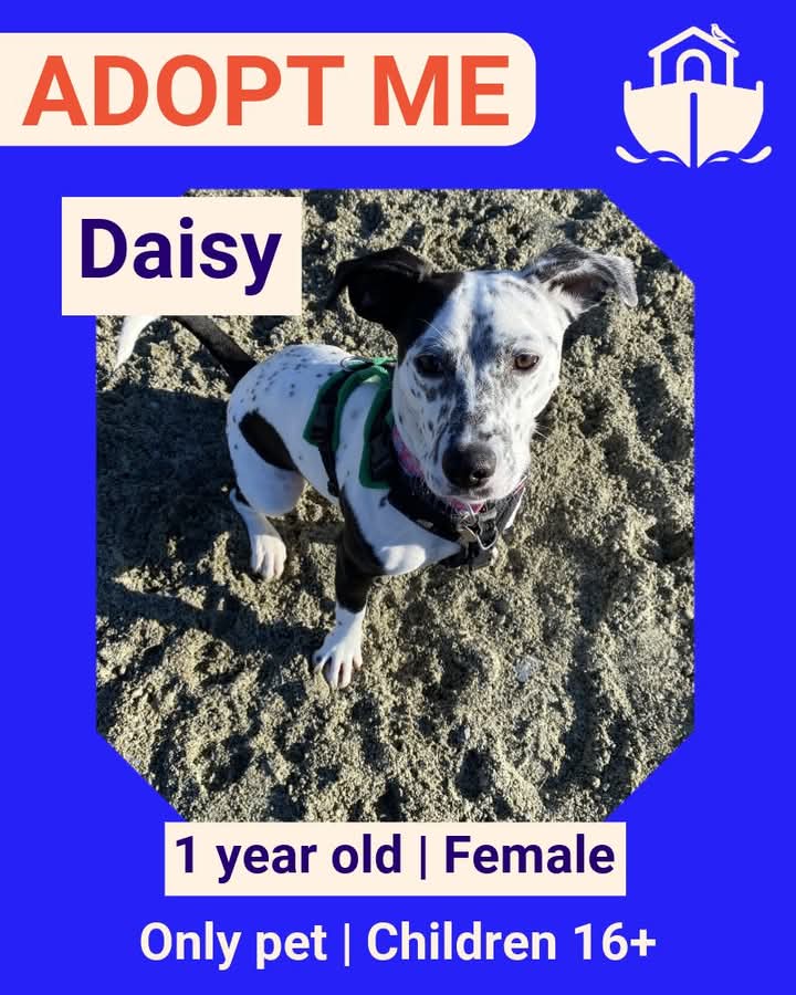 RSPCA_TheArk's tweet photo. Daisy is a playful girl who loves squeaky toys and a good run around. After Daisy has had her fun and calmed down she loves to sit on laps for cuddles and watch the world go by! To read more on Daisy please click the link below: 
https://t.co/0sp259u4hx https://t.co/x4DNW0aDOp