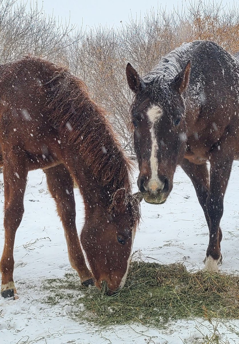 JBMEquiFarms's tweet photo. #Ruby is 3 days away from 9 months old. Only 9 months & almost as tall as #mommaG
Why I don't wean babies until after their first #winter ?
Because their Mommas teach them how to handle storms, cold, wind, rain & snow without any extra stress.
#mbwx https://t.co/JWtI0d8OzQ