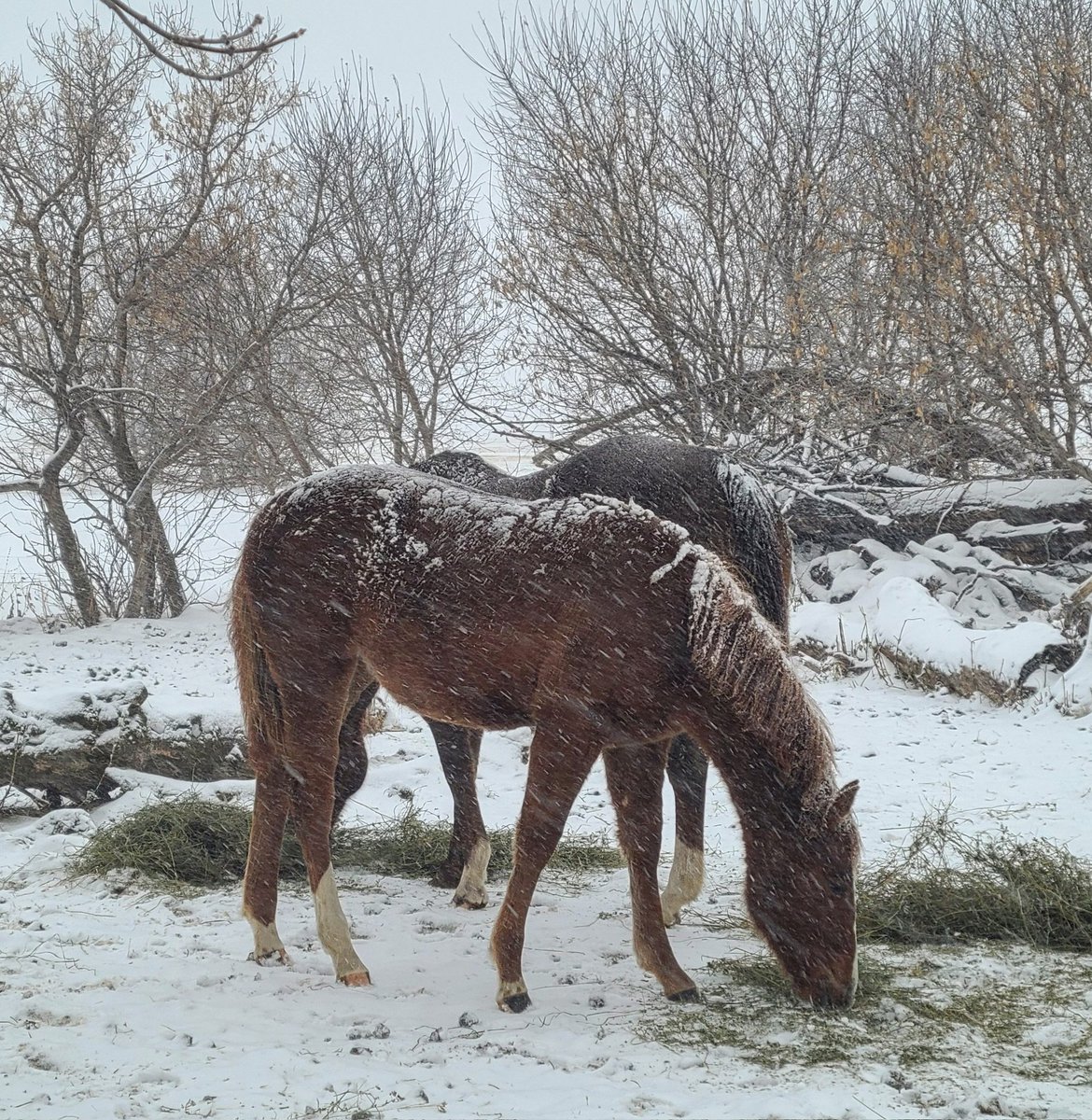 JBMEquiFarms's tweet photo. #Ruby is 3 days away from 9 months old. Only 9 months & almost as tall as #mommaG
Why I don't wean babies until after their first #winter ?
Because their Mommas teach them how to handle storms, cold, wind, rain & snow without any extra stress.
#mbwx https://t.co/JWtI0d8OzQ