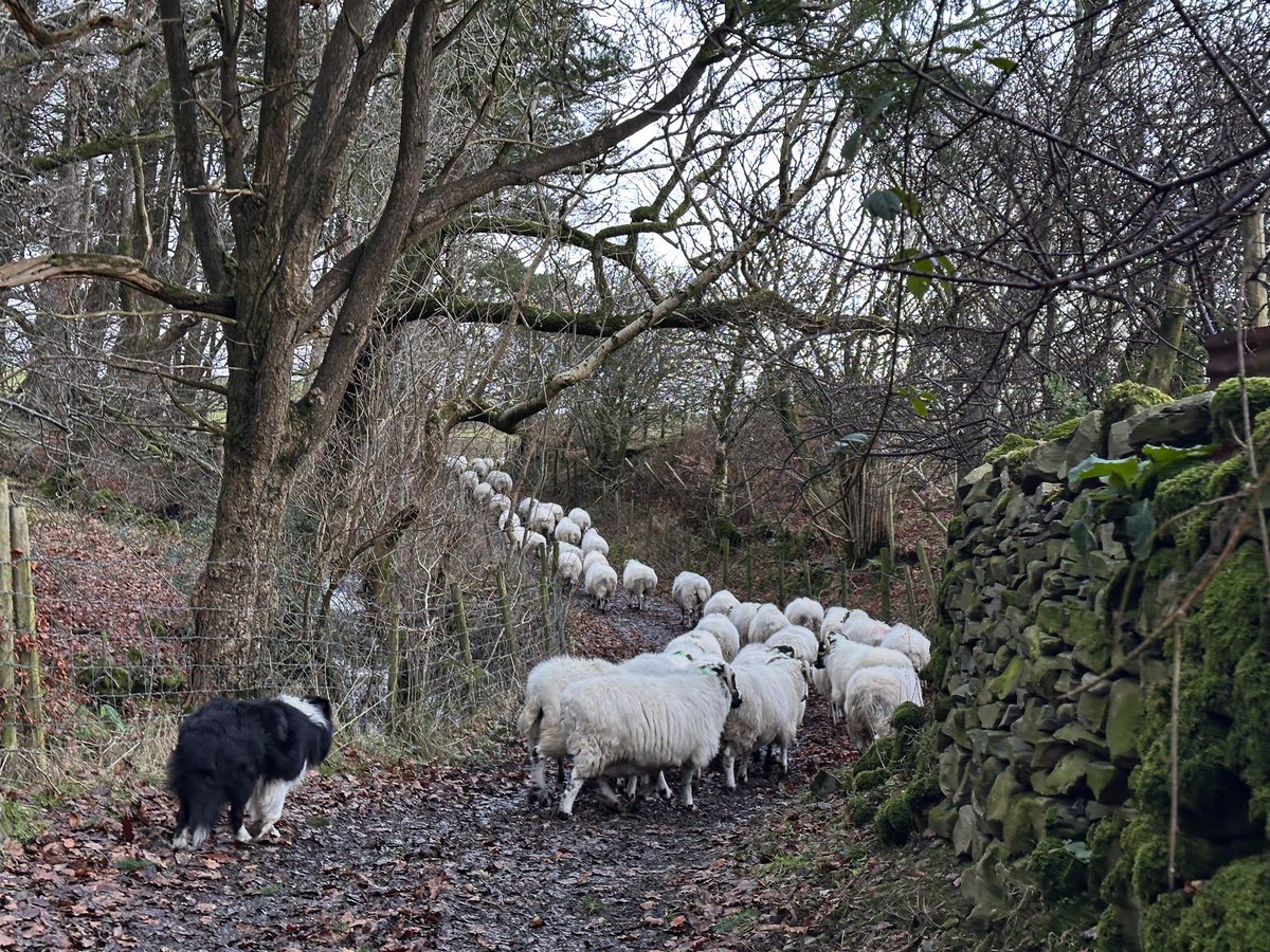 Nearly back to the heft 🙏🐑🐑🐑🐑🐑🐑🐑🐑🐑🐑🐑🐑🐑🐑🐑