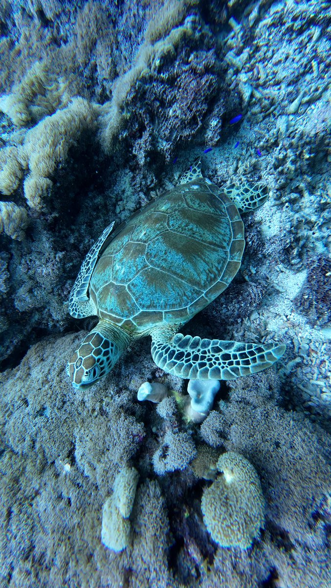 Emma Stretton-Downes tweet media