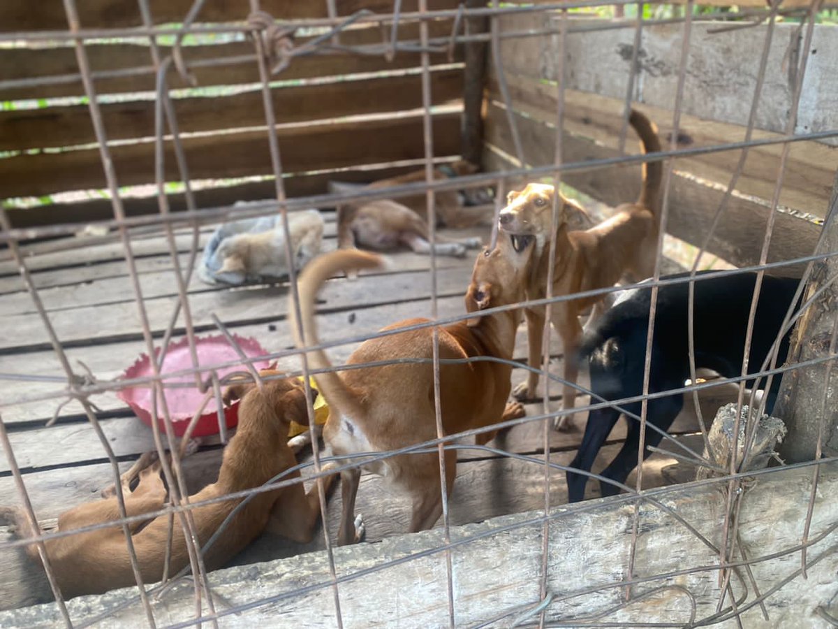 will feed every animal  but we need constant help to do so. remitly.com Or
worldremit.com  to ssempiiraisaac31@gmail.com Airtel mobile money SENDWAVE.COM  to; +256753170377 Or westernunion.com Mobile wallet

paypal.me/isaacssempiira