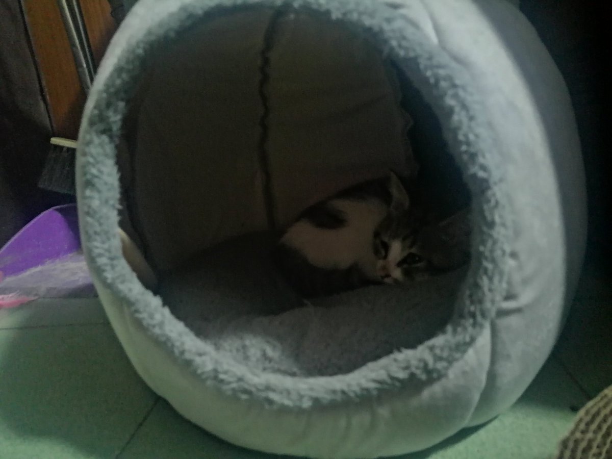 lnfiy190964's tweet photo. 什么时候回来啊，想你了……
世界破破烂烂…
猫猫缝缝补补…
要是世界上只有两个人就好了… https://t.co/BELIjGKYao