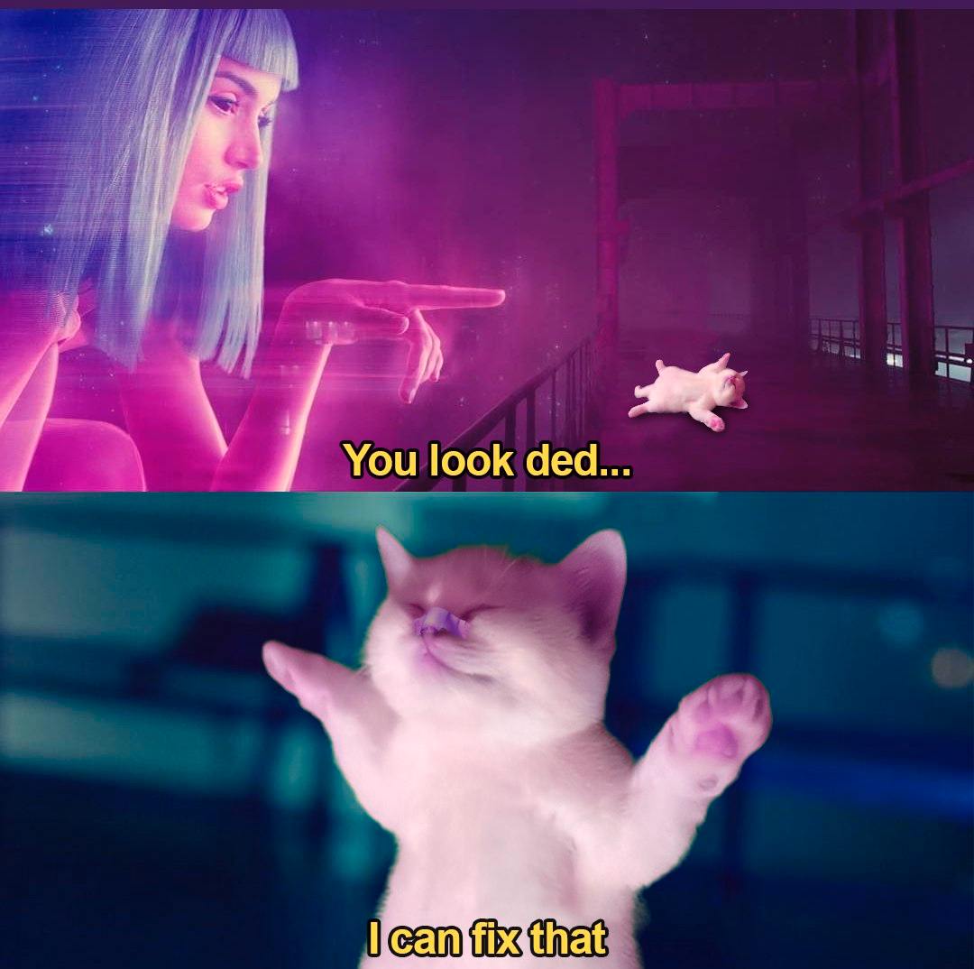 $DED CAT tweet media