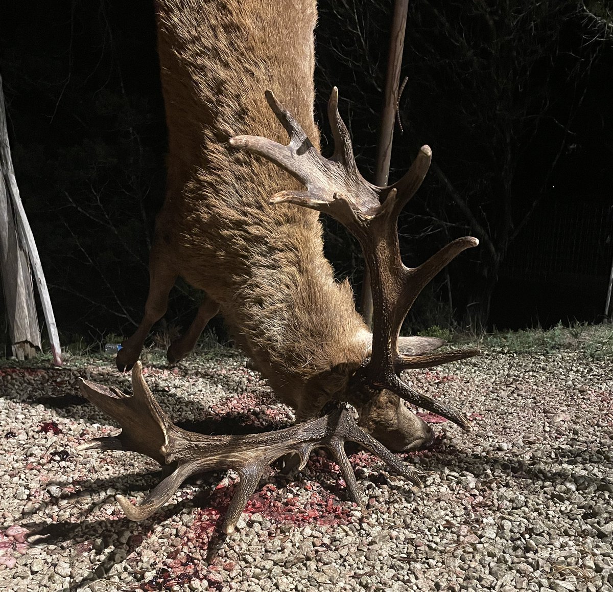 ArceTony's tweet photo. Red Stag taken at the Bowranch in Uvalde County. #bowranch #freerangehunting # redstag https://t.co/VclRjn1aTf