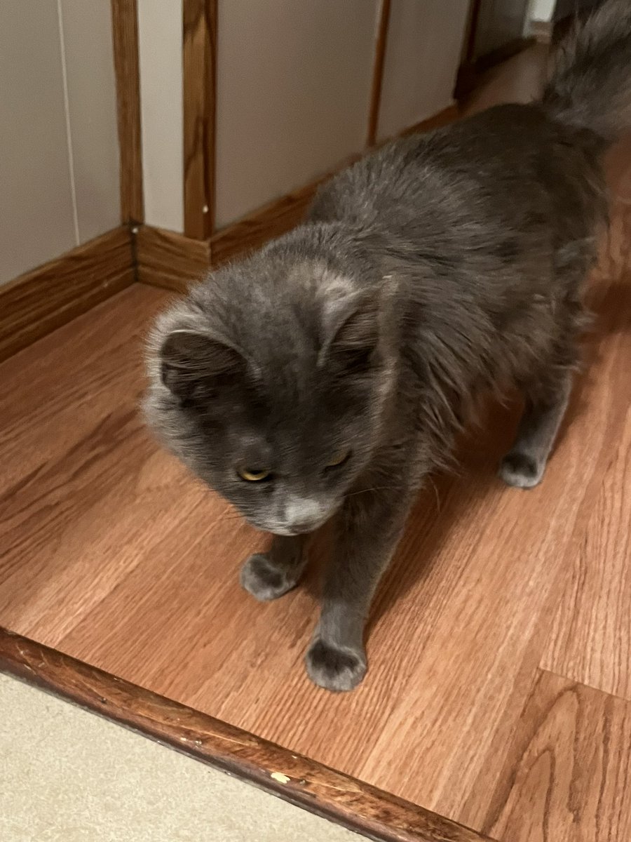 itsMommaCat's tweet image. Meow 🐈⬛
This was my first day inside a actual home. 🏠
11 / 28 /23 ❤️