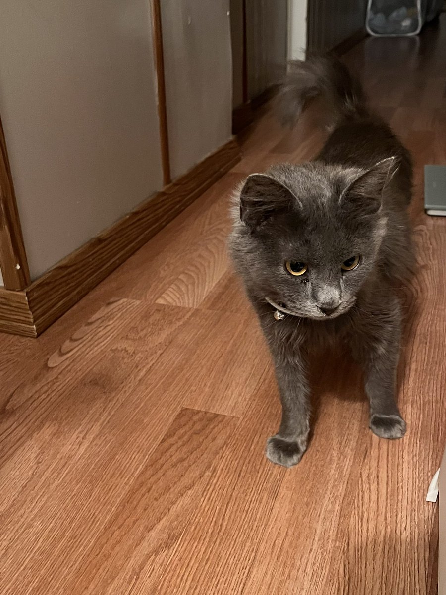 itsMommaCat's tweet image. Meow 🐈⬛
This was my first day inside a actual home. 🏠
11 / 28 /23 ❤️