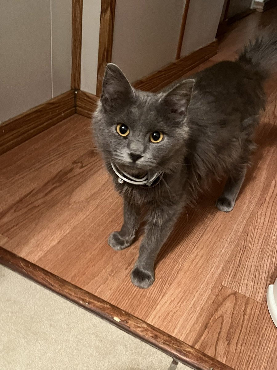 itsMommaCat's tweet image. Meow 🐈⬛
This was my first day inside a actual home. 🏠
11 / 28 /23 ❤️
