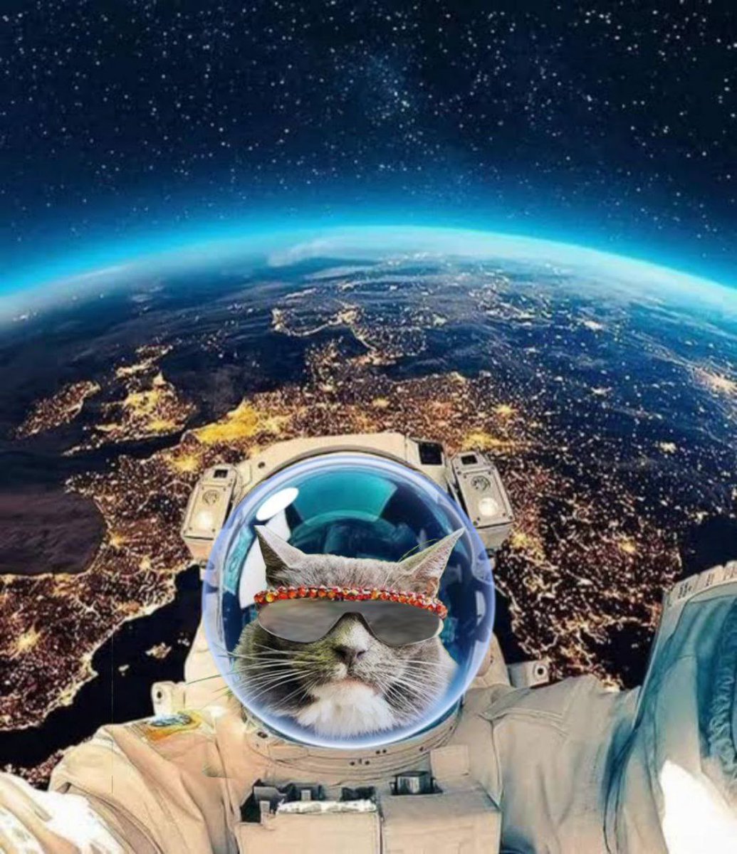 BageLCatSol's tweet photo. Snapping a selfie mid-flight—this cat’s got places to go and stars to reach. 🐾🚀 #OnTheRise  #Crypto #BAGEL #SOLANA https://t.co/jRNqyl7Qwk