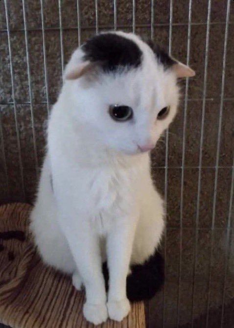 PunchingCat's tweet photo. “you said you like my ears?” https://t.co/ys3ouOBKfG