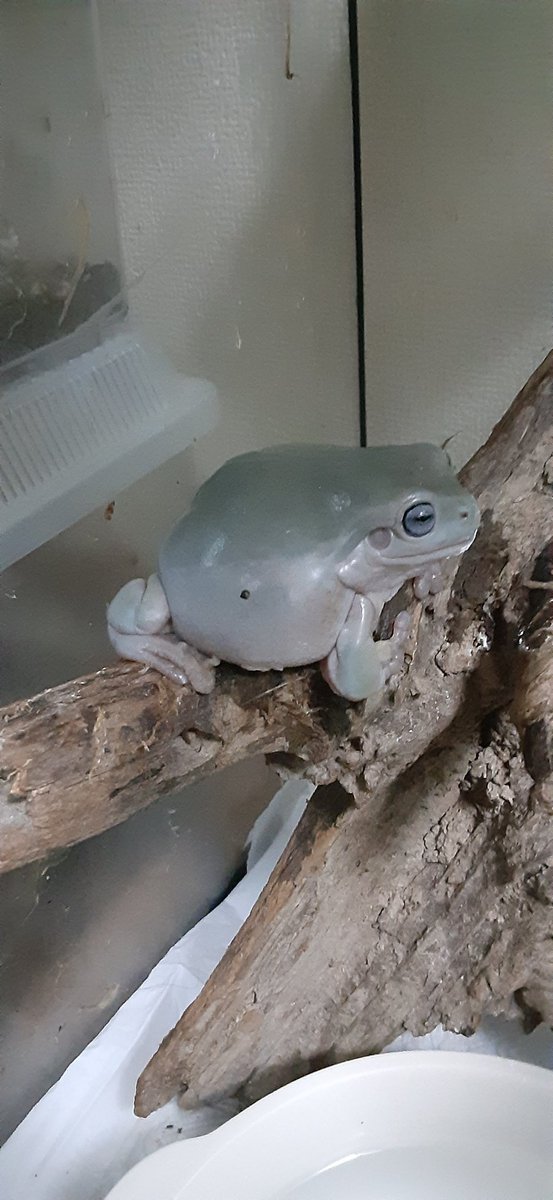 ウチのお饅頭ちゃん🐸

＃イエアメガエル