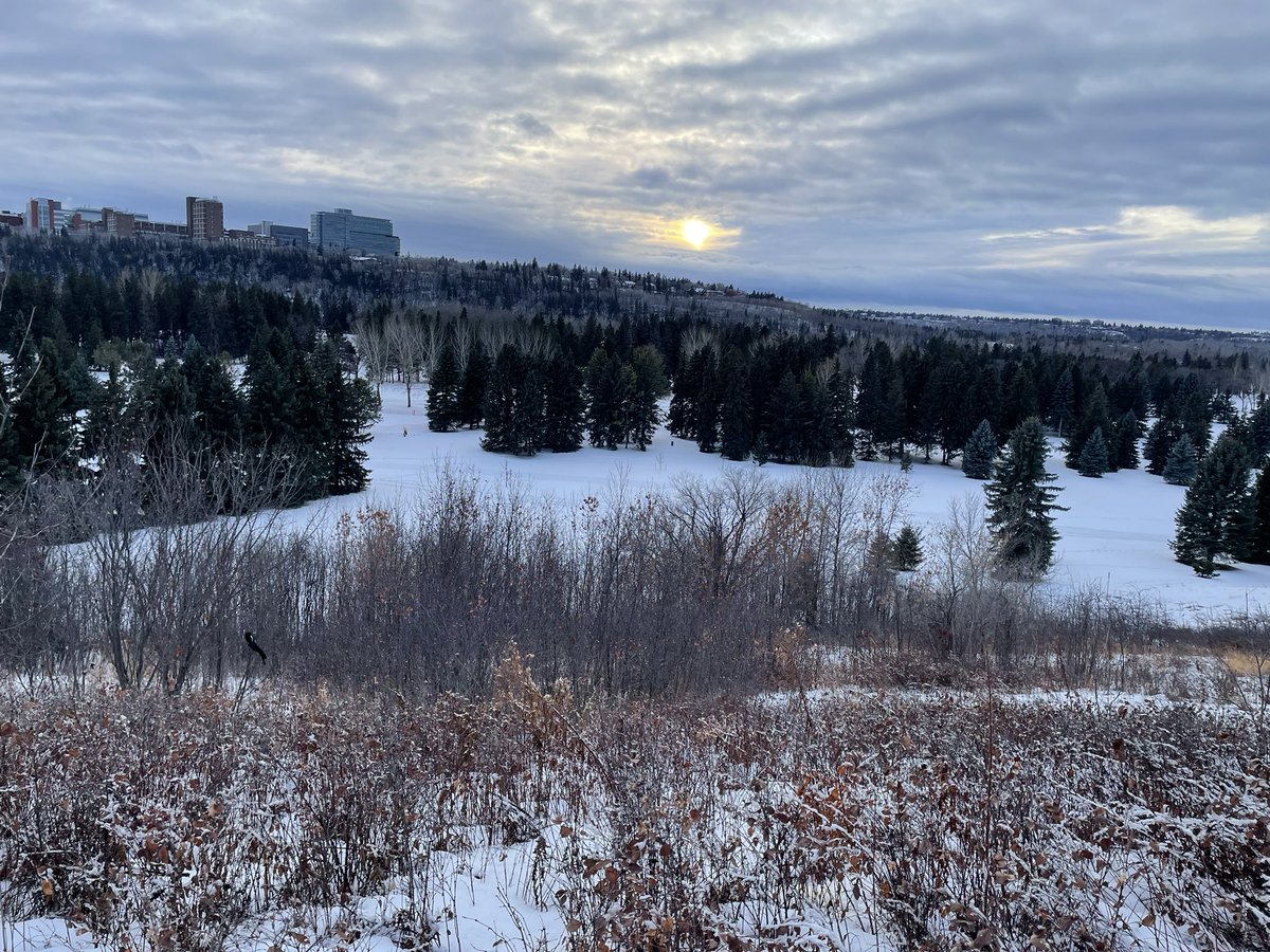 minfengtang's tweet photo. Fresh air, snow crunching, birds chirping-winter trail walks in Edmonton just hit right. https://t.co/LX3j1cDerZ