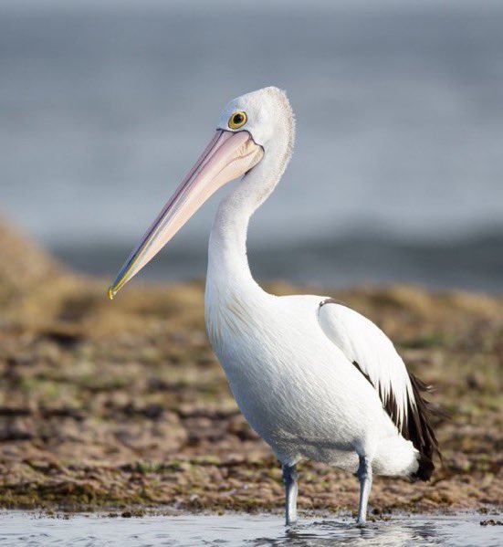 sandwichlover05's tweet photo. BREAKING NEWS 🚨

American musician Trent Reznor has been eaten by a pelican. https://t.co/jttOthgo8S