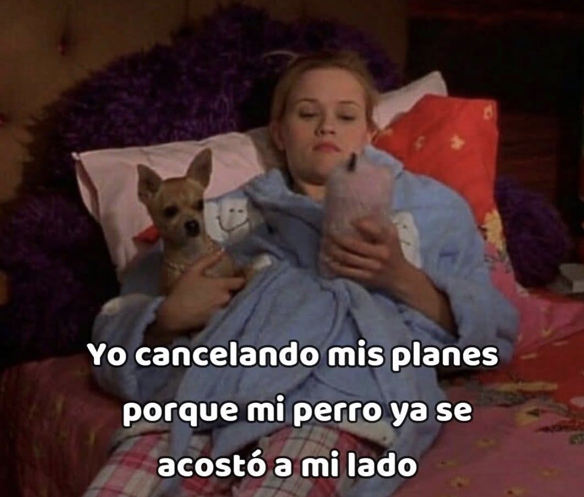 DiloConPerritos's tweet image. Prioridades