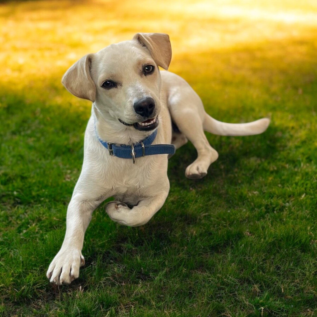 carolinapinoc's tweet photo. Benito sigue esperando una familia que lo ame, cuide y respete, 8-9 meses de ternura y juegos, y 11k, (no crece más), muy sociable, cariñoso y habiloso ❤️ castrado y vacunado. Stgo. Whatsaap +56987685580 https://t.co/JsGYjolCuP