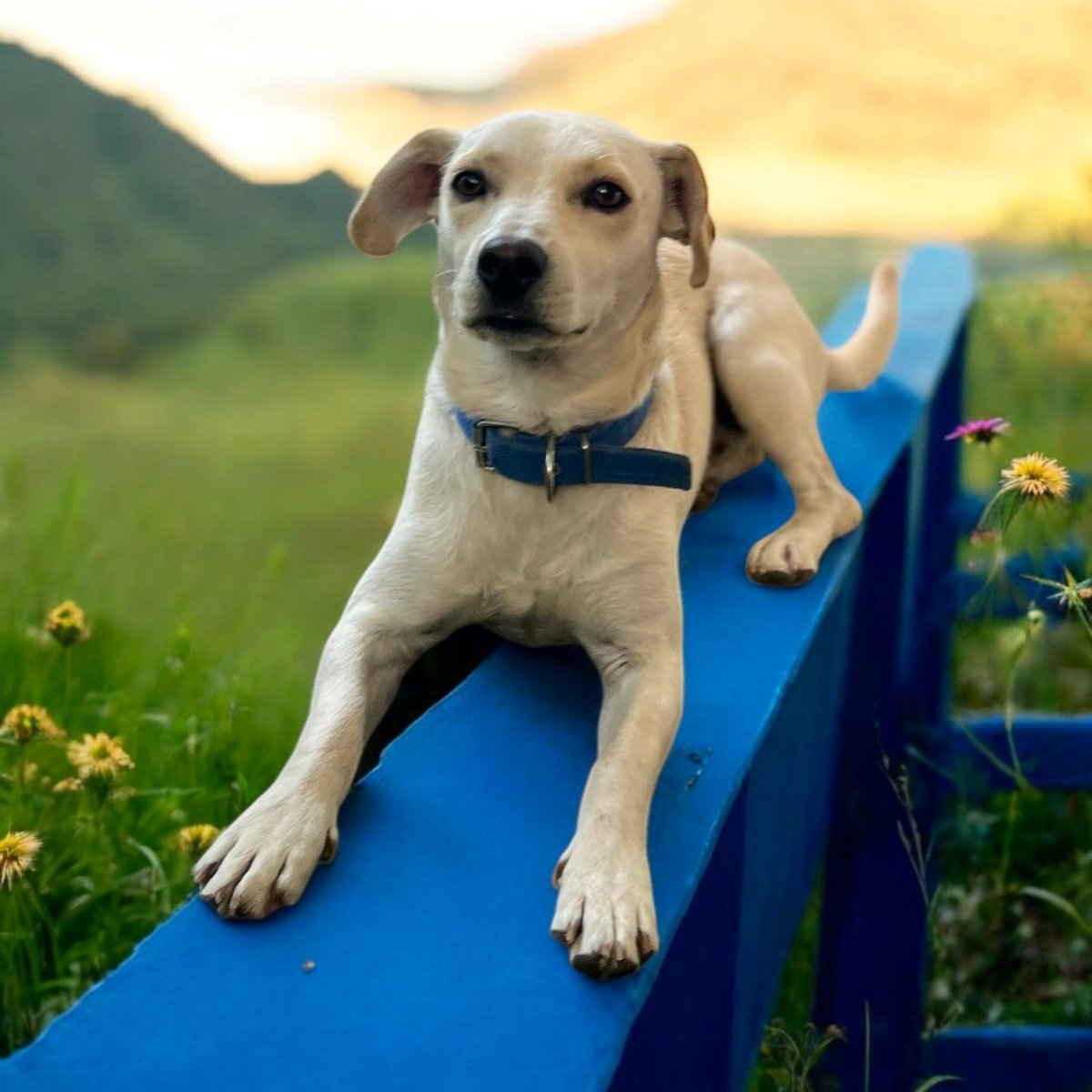 carolinapinoc's tweet photo. Benito sigue esperando una familia que lo ame, cuide y respete, 8-9 meses de ternura y juegos, y 11k, (no crece más), muy sociable, cariñoso y habiloso ❤️ castrado y vacunado. Stgo. Whatsaap +56987685580 https://t.co/JsGYjolCuP