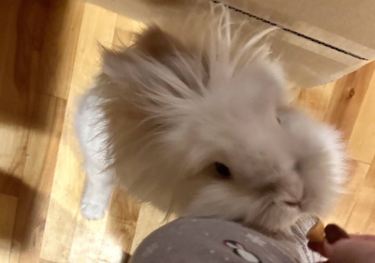 Gib dat snac here, pls 😁 #Snowball