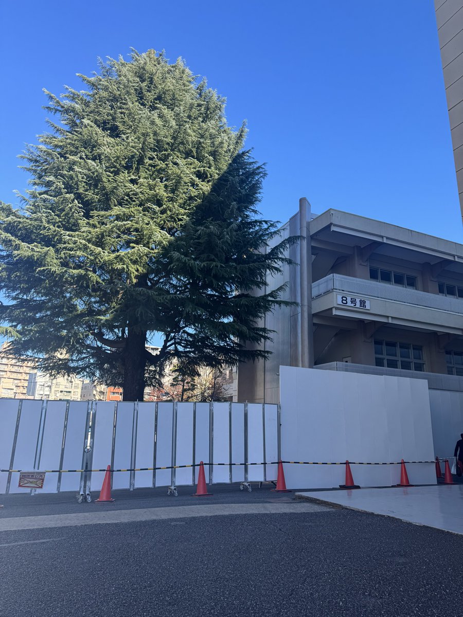 本日で、開館【6日目】！
開館2週目に入ります🍀*゜

本日の開館時間も、
10:00~16:30（最終入場 16:15）
となります✨️

皆様のご来館お待ちしております💁‍♀️

8号館脇のヒマラヤスギが明日より伐採されるそうです。寂しいですね🥹

#達磨とだるまさん 
#だるま
#駒澤大学 
#駒澤大学禅文化歴史博物館