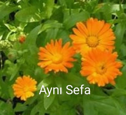 e_sirkeleri's tweet photo. Merhaba arkadaşlar 🥰
Yine güzel bir bitkiyi veya çiçeği tanımaya ne dersiniz? Aslında çoğumuzun bildiği yada göz aşinalığı olduğu bir çiçek aynı sefa🥰
#aynısefa
#calendulaofficinalis
#portakalnergisi diye bilinmektedir. Papatyagillerden, tek yıllık bitkidir. https://t.co/sV44LOW1cT