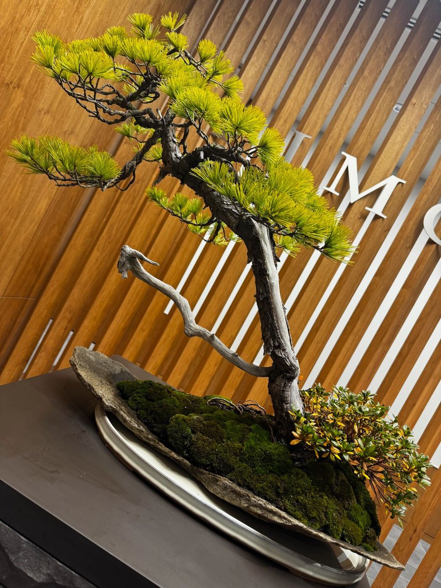 五葉松　ジン　シャリ　樹齢40年　天ジン　天神 五葉松 ジン シャリ 樹齢40年 天ジン 天神 五葉松 ジン シャリ 樹齢40年 天