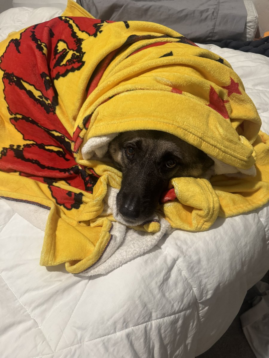 JTrains1988's tweet image. Rileyโs new night tradition is being wrapped up in her @HulkHogan #PythonPower blanket from @HogansBeachShop BROTHER! ๐ฅ