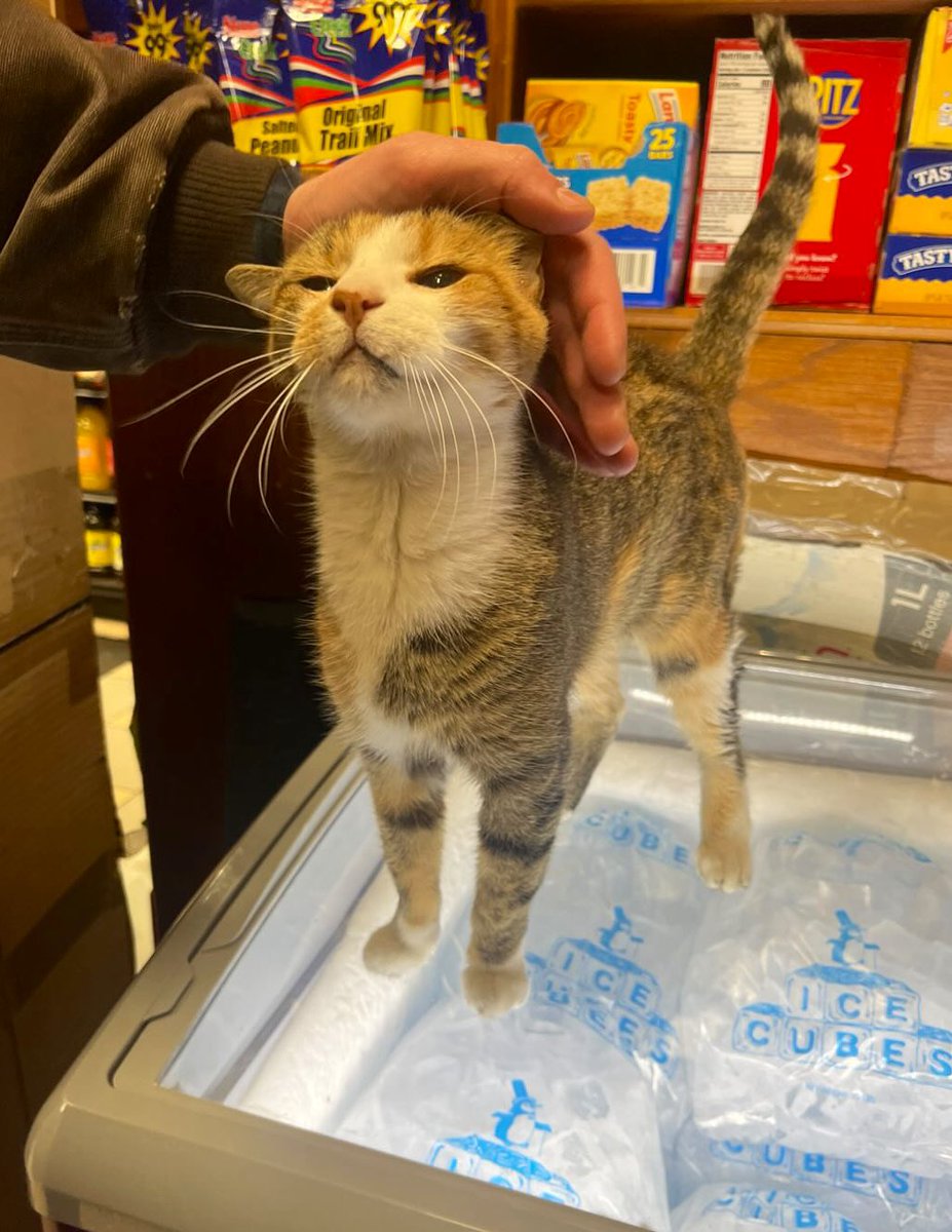 Bodegacats_'s tweet photo. https://t.co/JeKz9woe4C