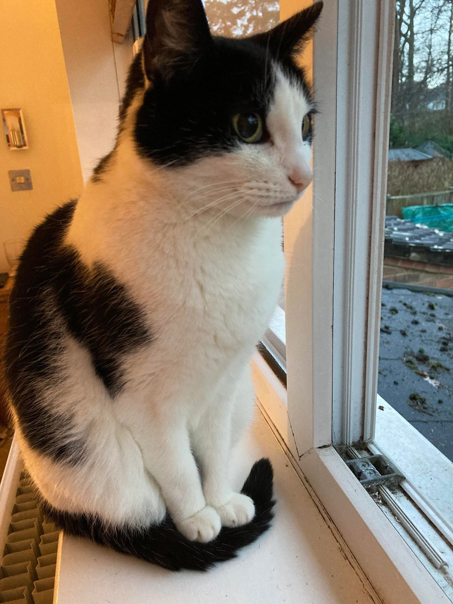 This is Mia. She likes to rests her front paws on her tail to keep them off a cold surface.