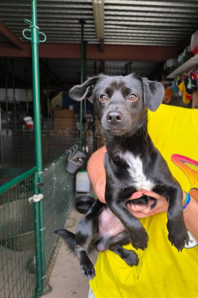 Me ha mandado una chica que rescata muchos perros de Sevilla que tienen viaje a Galicia y solo hay 70 euros 😢, son 320 el viaje
Estas criaturas vienen de la calle del campo de malos tratos son rescatados de mucho sufrimiento y tienen una oportunidad os ruego difusión por favor