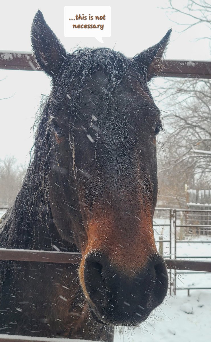 JBMEquiFarms's tweet photo. Not impressed.
Yogi has never liked getting wet, & Eddy is not appreciating the weather during his winter "holiday"
#mbstorm #stallions #bothers #Yogi #Eddy
#wattsonsecond
#bigshoestwofill
#manitobastallions https://t.co/zYPEIro6hv
