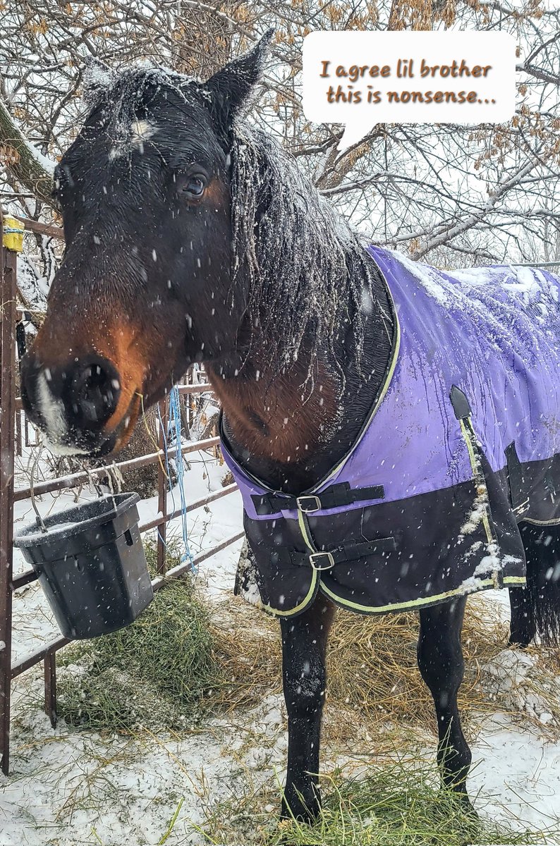 JBMEquiFarms's tweet photo. Not impressed.
Yogi has never liked getting wet, & Eddy is not appreciating the weather during his winter "holiday"
#mbstorm #stallions #bothers #Yogi #Eddy
#wattsonsecond
#bigshoestwofill
#manitobastallions https://t.co/zYPEIro6hv