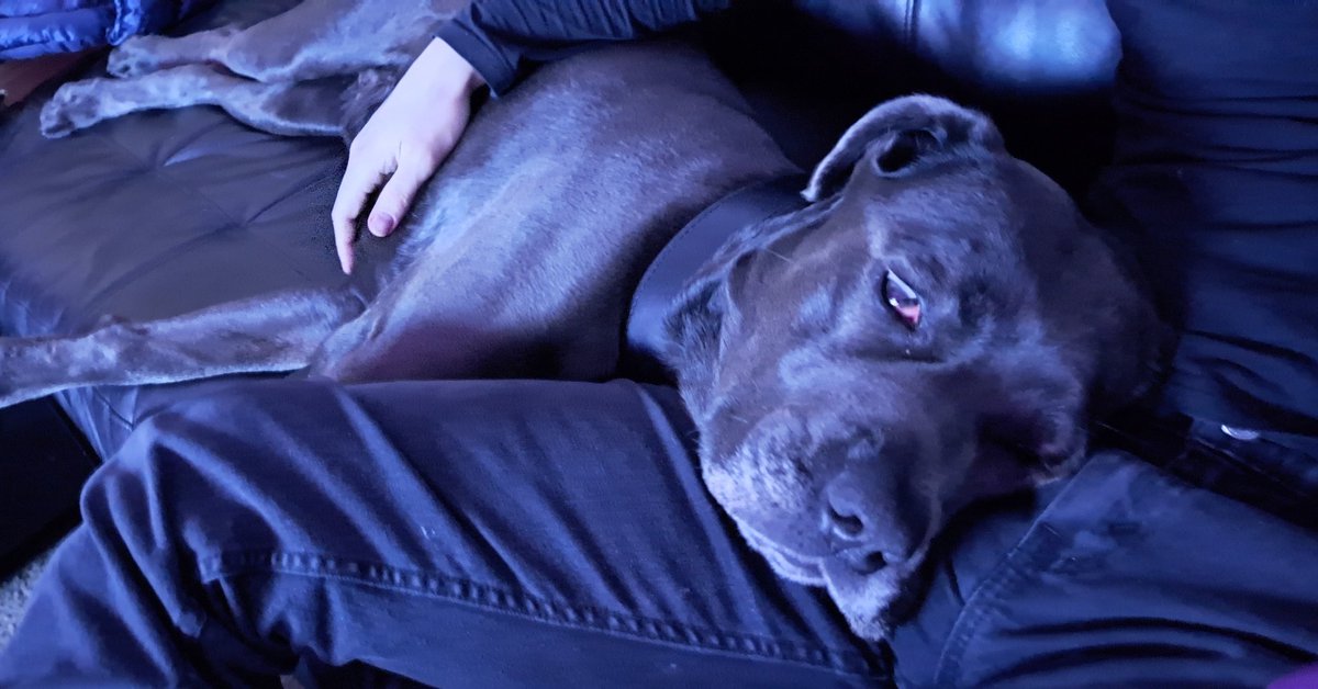 "The dog is the most faithful of animals and would be much esteemed were it not so common. 
Our Lord God has made His greatest gifts the commonest."

—Martin Luther