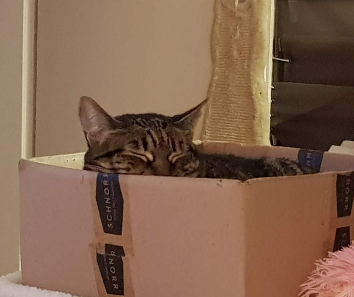 BenCalFil_A's tweet photo. Happy #2ndAdvent 🕯🕯 to you pawdorable #CatsOfTwitter 😽🐾😻 it's mainly #LazySunday here but at least I spend it partially in the favbox 😸Calita
We wish you a beautifur #CatBoxSunday full of happiness and joy ☮💗☀️ #AdoptDontShop #CatsAreFamily #BeKindAlways #XCats #CatsOfX https://t.co/0NUzxvaPPz