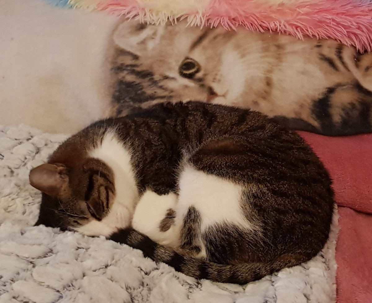 BenCalFil_A's tweet photo. Happy #2ndAdvent 🕯🕯 to you pawdorable #CatsOfTwitter 😽🐾😻 it's mainly #LazySunday here but at least I spend it partially in the favbox 😸Calita
We wish you a beautifur #CatBoxSunday full of happiness and joy ☮💗☀️ #AdoptDontShop #CatsAreFamily #BeKindAlways #XCats #CatsOfX https://t.co/0NUzxvaPPz