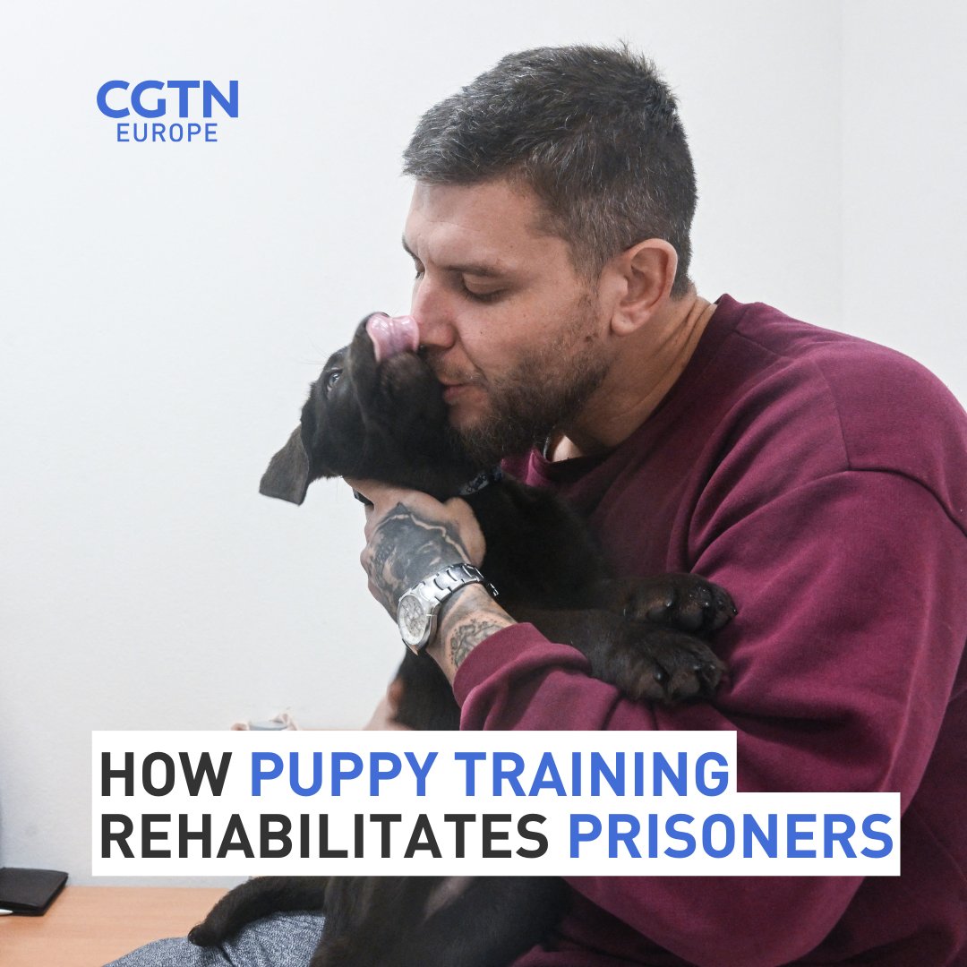 CGTNEurope's tweet photo. Inmates have so far coached 12 puppies. After a year, the dogs are distributed to people with visual impairments.

Read more: 
https://t.co/F2h7tz0DbY https://t.co/kqdHNEBEJY