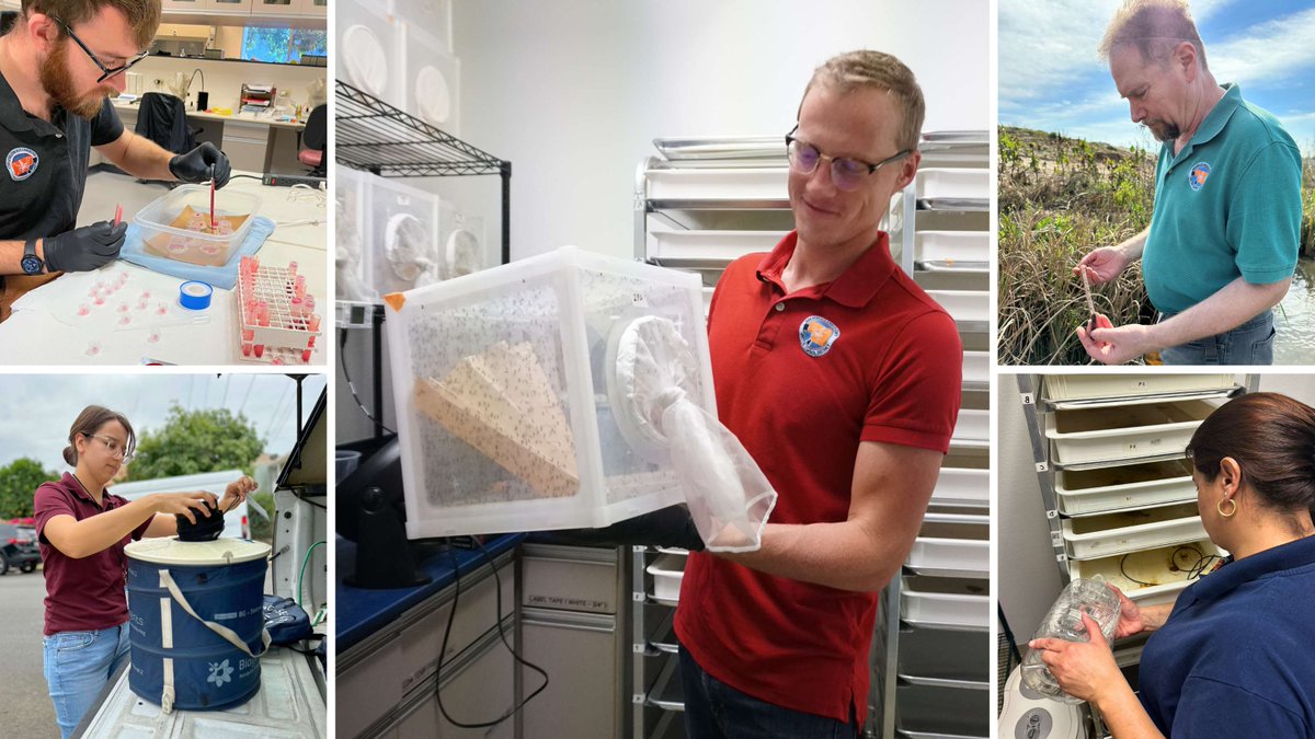 GLAmosquito's tweet image. Meet our incredible Vector Ecologists! 🧑‍🔬 They’re dedicated to mosquito surveillance—whether it’s identifying different species, leading our Sterile Insect Technique pilot program, testing for pesticide resistance, or keeping an eye on black flies 🦟 #VectorControl #SciTechSunday