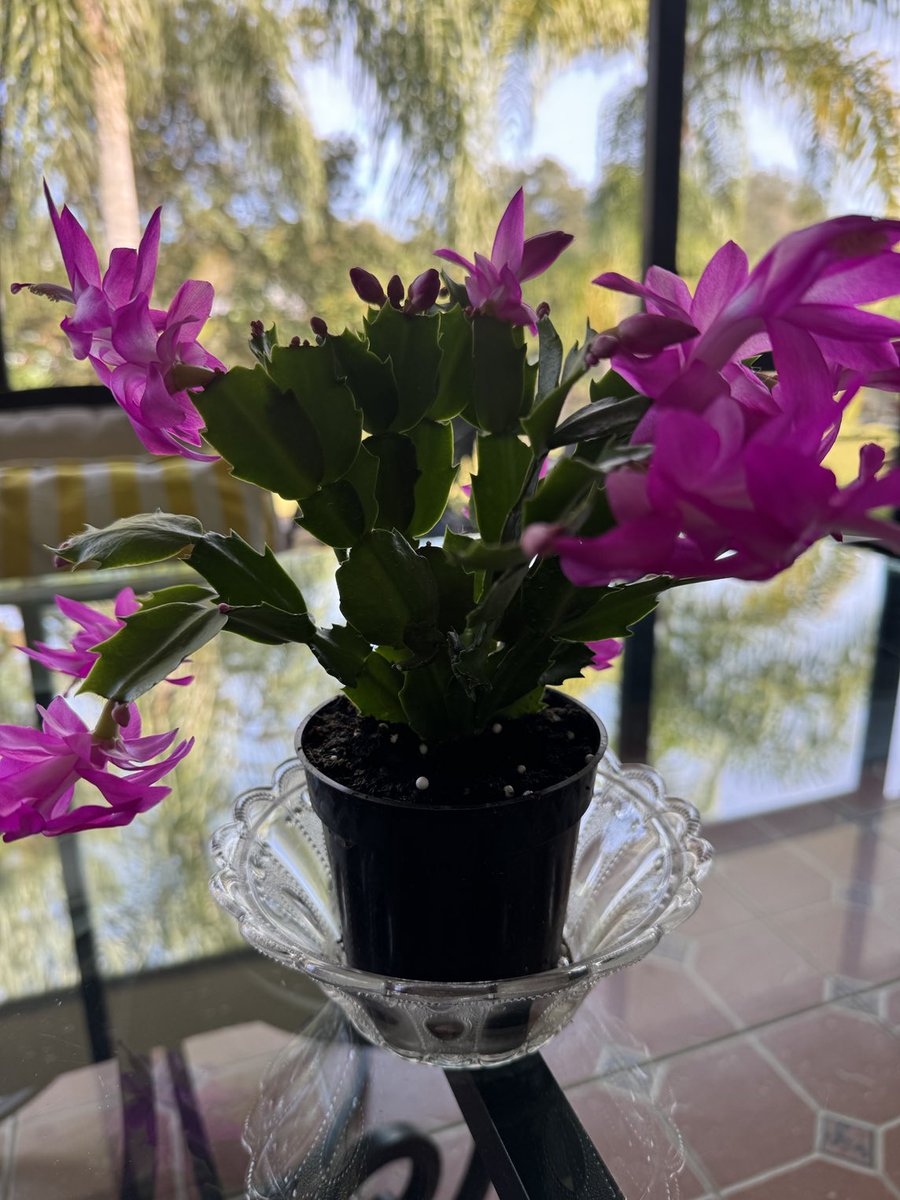 BeatConstraints's tweet photo. Oh so beautiful - my Christmas Cactus flowering https://t.co/tWR5iFGnIt