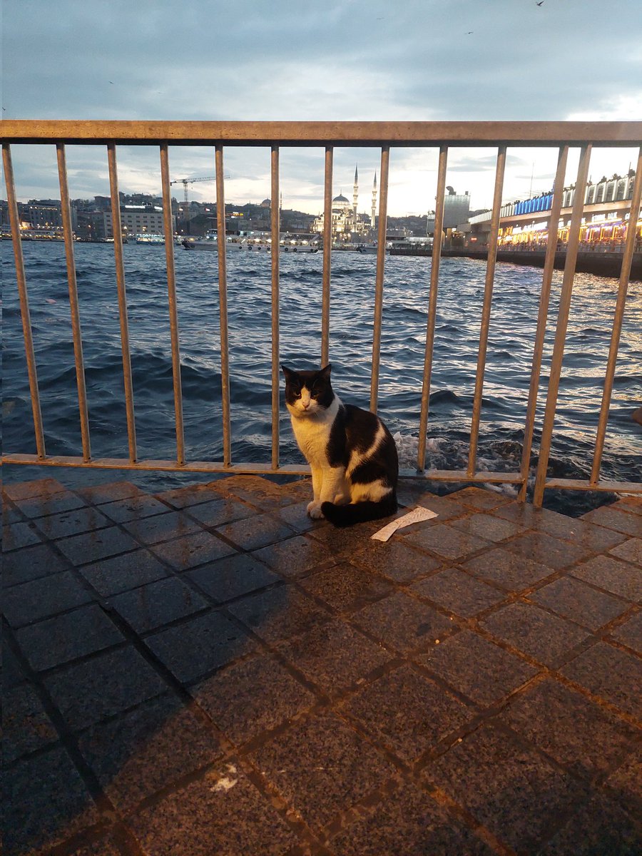 skocyigit0's tweet photo. kedi ve istanbul https://t.co/fLi009ZGwk
