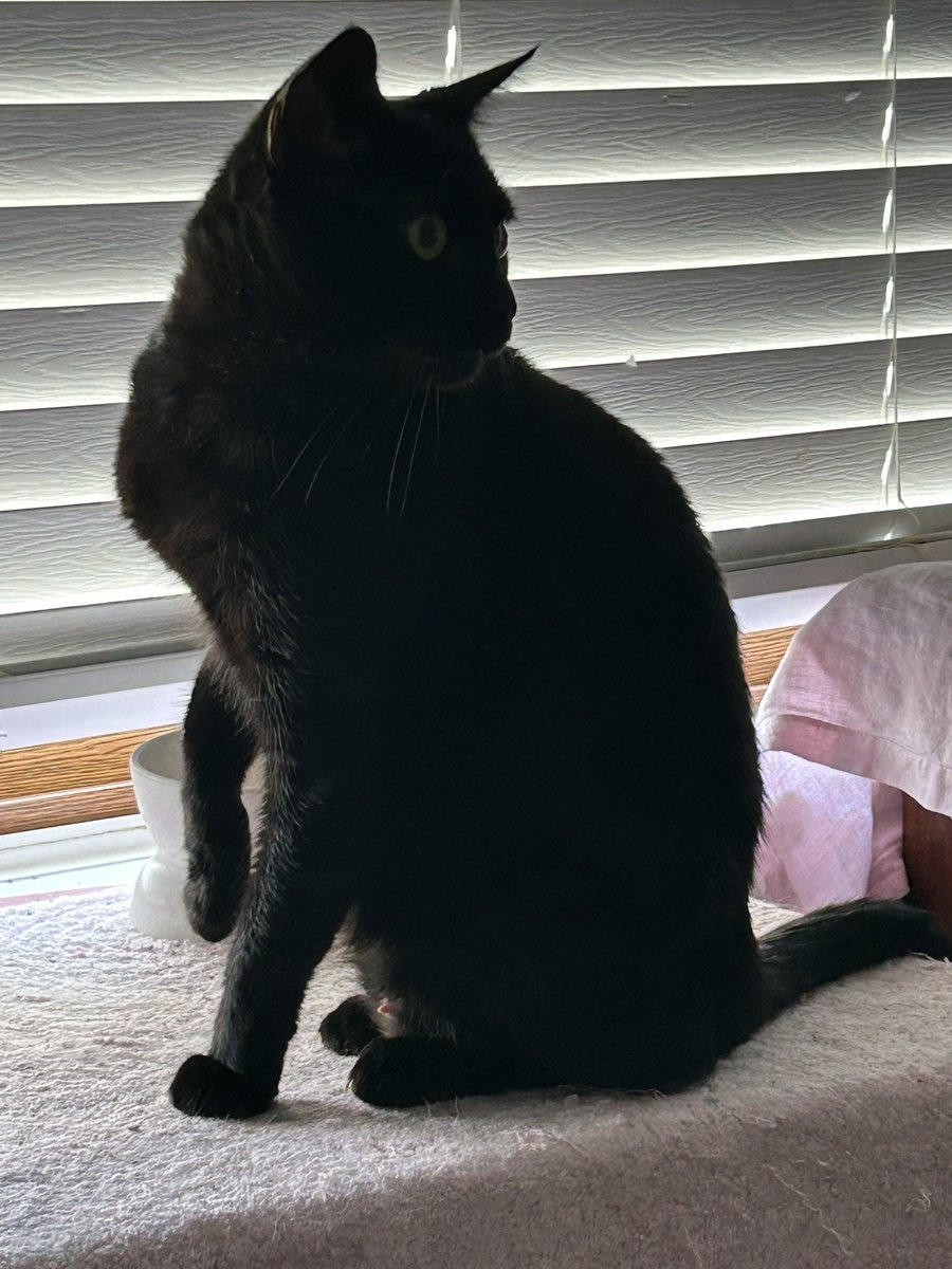 kittyLuvsHorror's tweet photo. JuJu is a fantastic watch cat. She lets me know when Daddy is approaching the livingroom.🤣🤣🤣 She is fabulous at letting me know when someone is on the front porch too. 🤣😆 #Meow #BlackCatsRule #AdoptDontShop #SaveAStray https://t.co/QwPuBrknD9