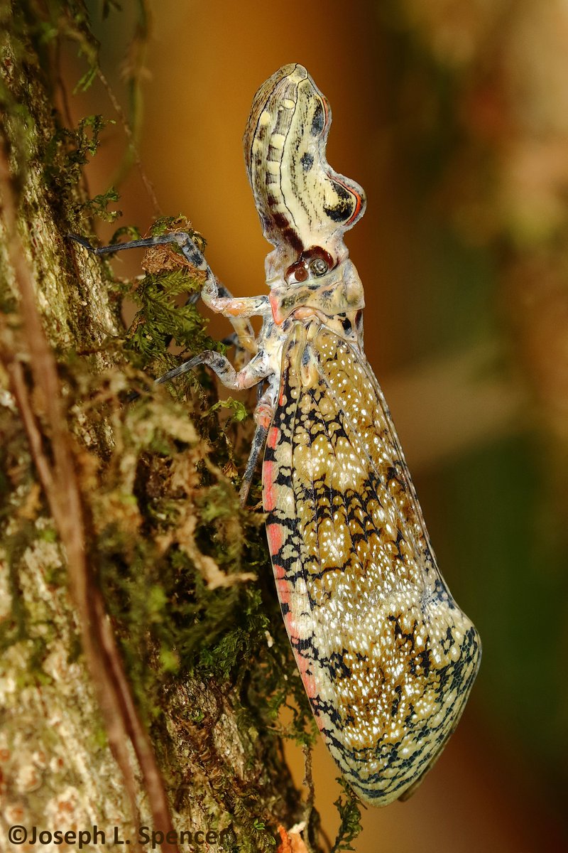 talkingrootworm's tweet photo. #Fulgora laternaria, are large ≤10cm #bugs w/ false heads bearing toothy grinning #alligator profile to scare predators. If that fails, open wings reveal startling eyespots. #Cryptic on tree bark, these harmless phloem feeders are night active. #Hemiptera #PeanutBug #Ecuador https://t.co/vpyYgsc8gZ
