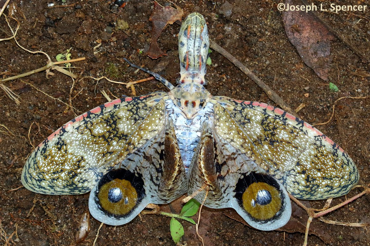 talkingrootworm's tweet photo. #Fulgora laternaria, are large ≤10cm #bugs w/ false heads bearing toothy grinning #alligator profile to scare predators. If that fails, open wings reveal startling eyespots. #Cryptic on tree bark, these harmless phloem feeders are night active. #Hemiptera #PeanutBug #Ecuador https://t.co/vpyYgsc8gZ